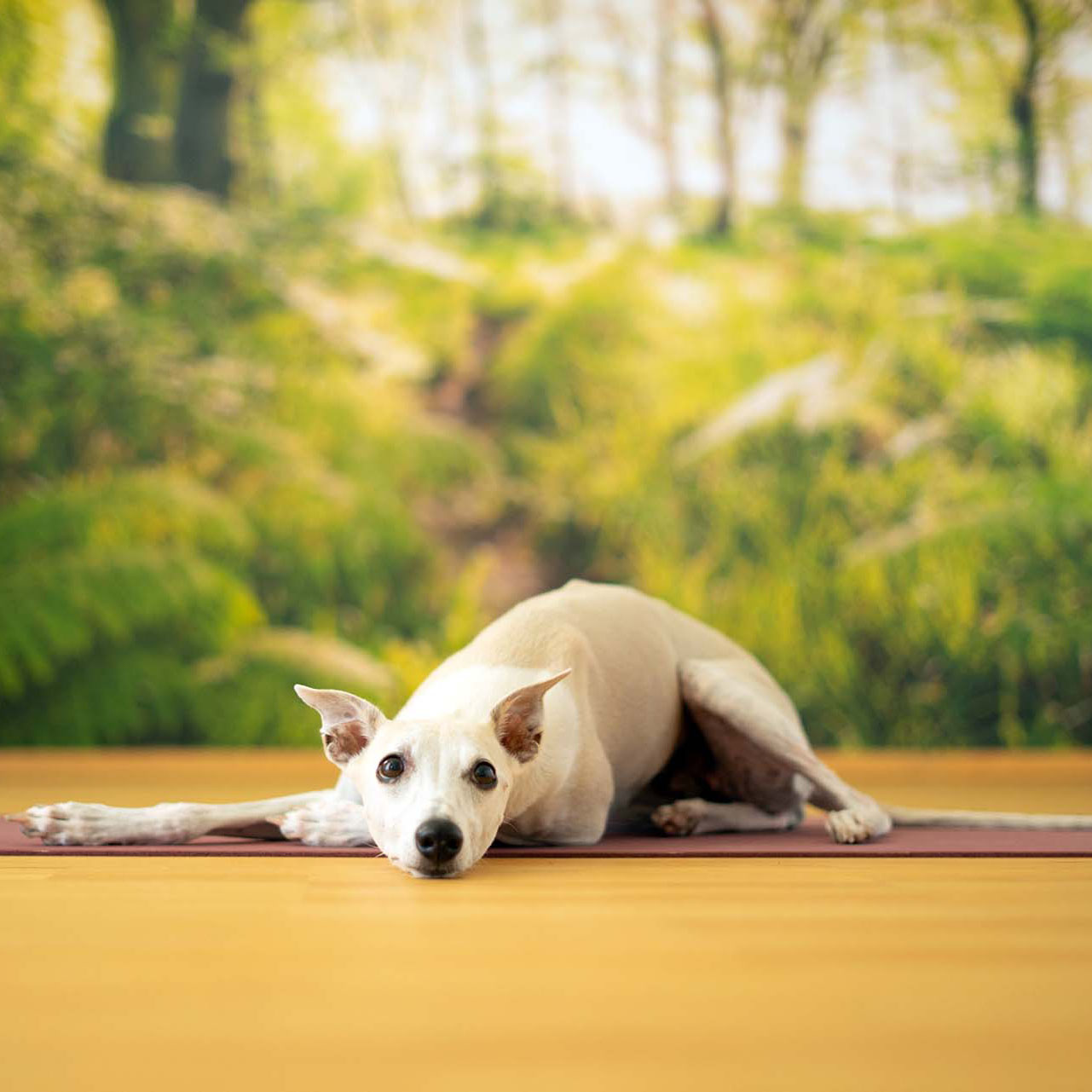 Ruby © Sabrina Schneider Ruby © Sabrina Schneider