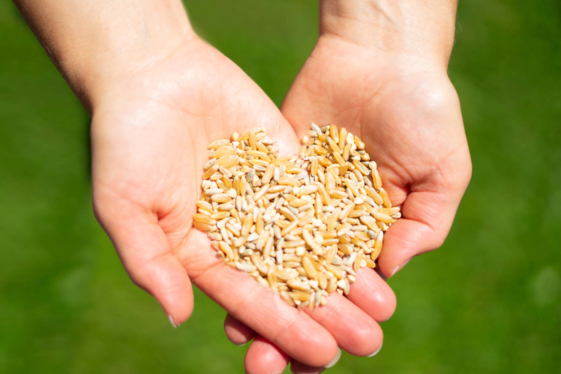 Getreideherz © Sabrina Schneider Getreideherz © Sabrina Schneider